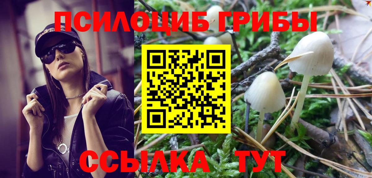 Псилоцибиновые грибы Psilocybine cubensis Черняховск